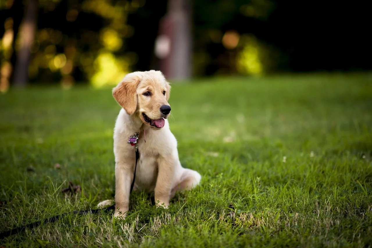 Luxury Homes Dog